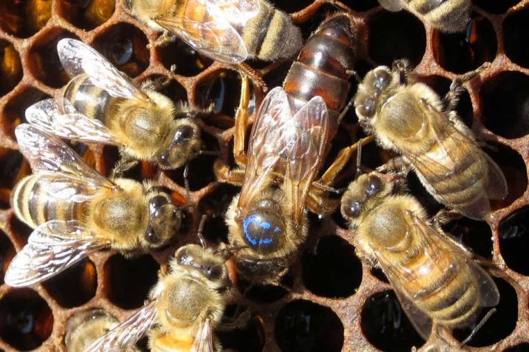 Desarrollo De La Abeja Agrupaci N De Defensa Sanitaria Ap Cola De La