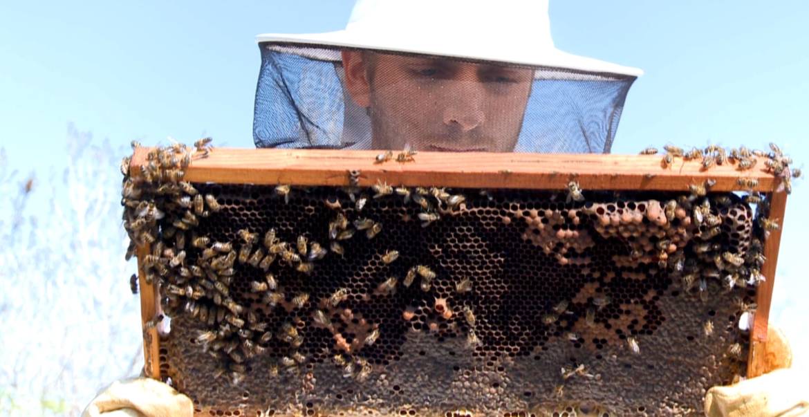 apicultura-murcia-apicultor-panel-abeja.jpg
