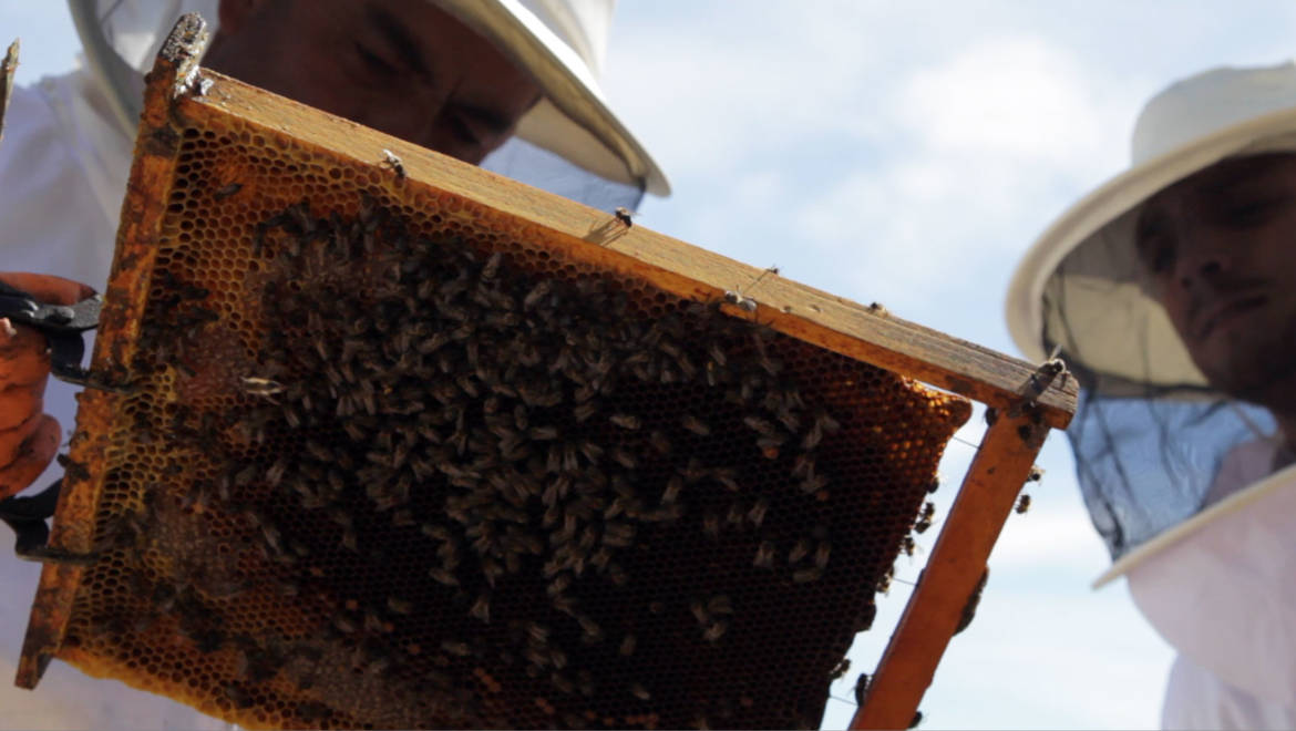 apicultura-murcia-apicultores.jpg