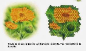abeille-vision-apposition_apicultores_murcia