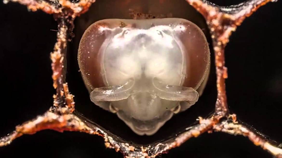 abeja-cria.jpg