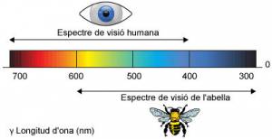 Vision de las abejas. Luz Ultravioleta, omatidios