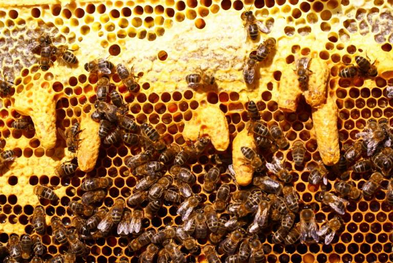 Desarrollo De La Abeja Agrupación De Defensa Sanitaria Apícola De La Región De Murcia 3786