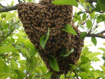 Como atraer un enjambre de abejas