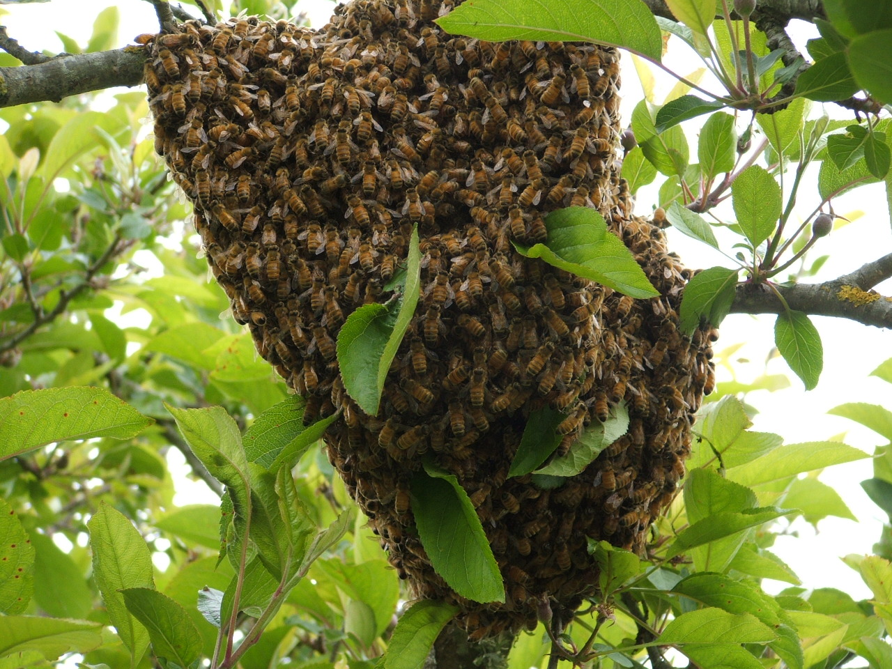 Como atraer un enjambre de abejas - Agrupación de Defensa Sanitaria Apícola  de la Región de Murcia